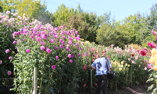 やまと花ごよみ2024 秋は馬見でお花とマルシェ